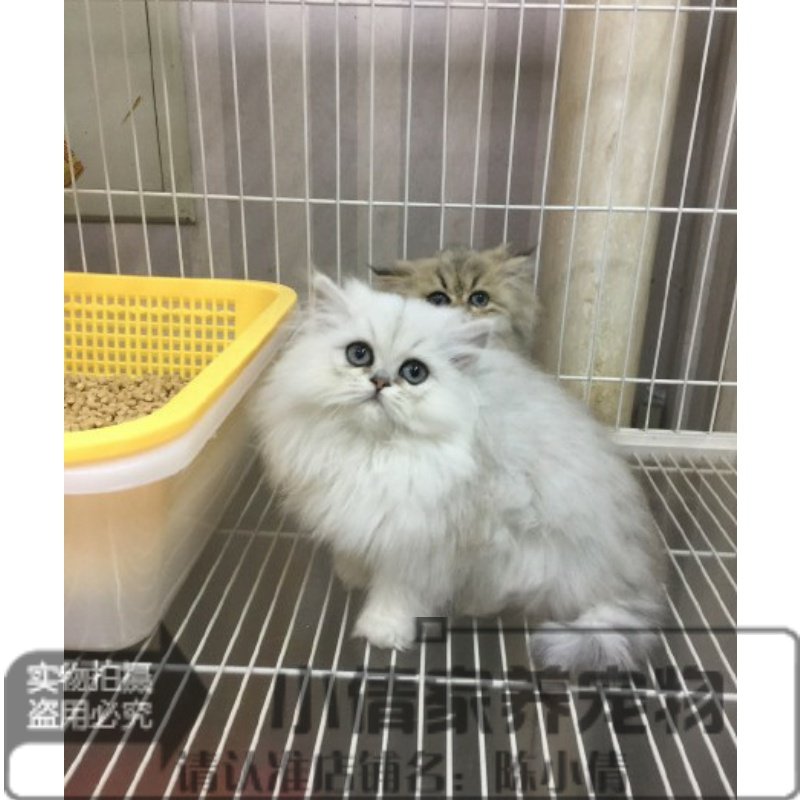出售金吉拉猫金吉拉幼猫纯种长毛猫活体幼猫金吉拉宠物猫活体h