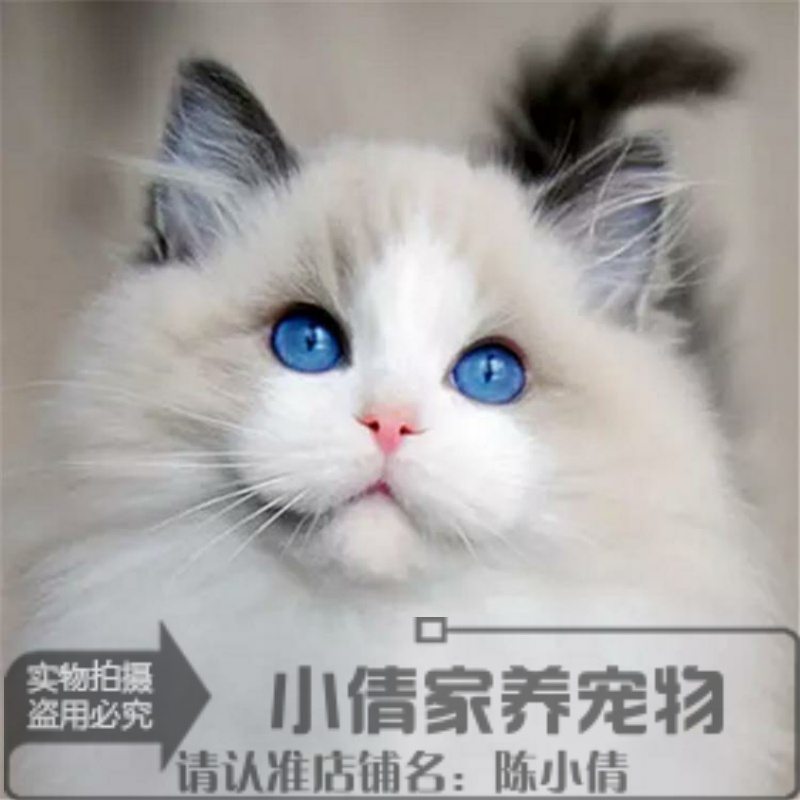 宠物猫活体布偶猫纯种家养幼猫猫咪低价出售幼崽双色布拉多尔猫x-封面