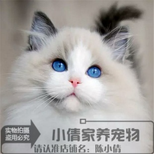 宠物猫活体布偶猫纯种家养幼猫猫咪低价出售幼崽双色布拉多尔猫x