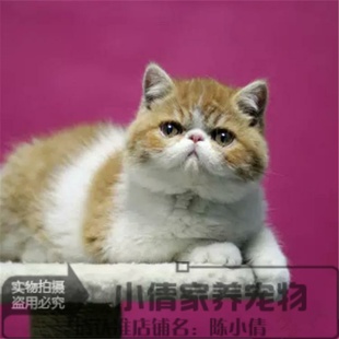 出售加菲猫异国短毛猫纯种加菲猫幼猫加菲短毛猫红白宠物猫活体x