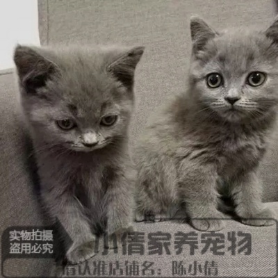 宠物猫咪活体蓝猫 家养低价折耳猫波斯猫加菲猫布偶猫暹罗猫幼猫x