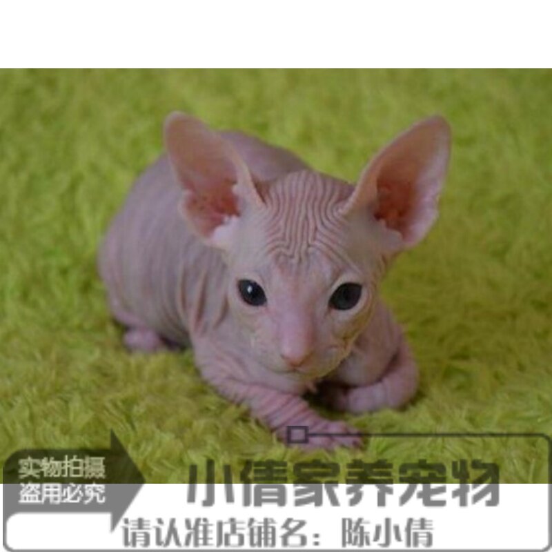 加拿大无毛猫幼猫斯芬克斯猫白皮鸳鸯眼无毛猫宠物猫活体小猫咪h