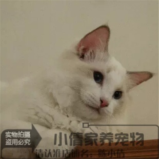纯种美国布偶猫萌宠海双蓝眼长毛猫幼猫宠物猫咪活体双色布偶h