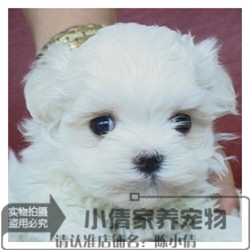 马尔济斯犬幼犬价格 马尔济斯犬幼犬图片 星期三