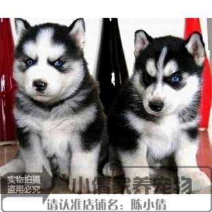 二哈活体宠物狗狗阿拉斯加幼犬x 出售纯种蓝眼三把火哈士奇雪橇犬