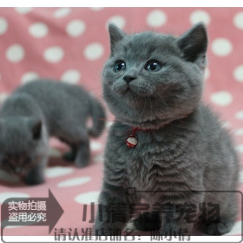 上海猫舍英短蓝猫活体幼猫英国短毛猫英短立耳蓝猫折耳宠物猫x