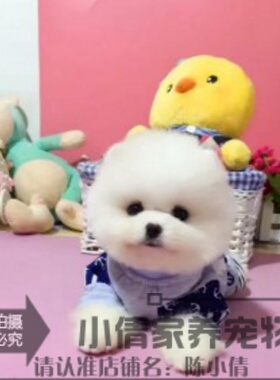 本地家养纯种博美幼犬长不大袖珍犬迷你狐狸宠物狗可上门挑bh