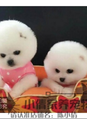 本地家养纯种博美幼犬长不大袖珍犬迷你狐狸宠物狗可上门挑jh
