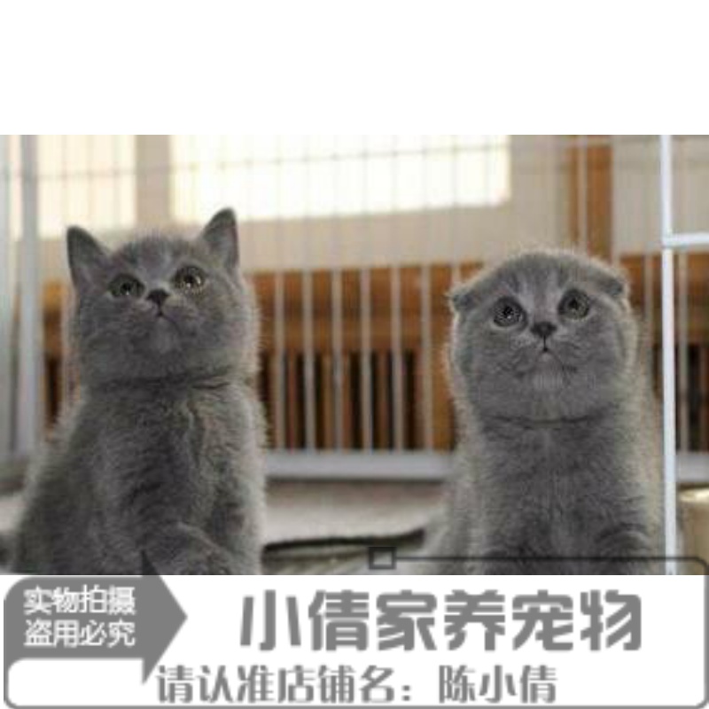 包子脸活体纯种英国短毛猫