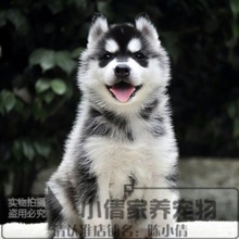 家养宠物狗狗哈士奇幼犬出售纯种健康三火蓝眼雪橇犬活体出售x