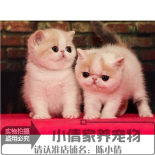 预售加菲猫活体幼猫静樊黄白 纯种宠物猫咪x 异国短毛猫幼猫