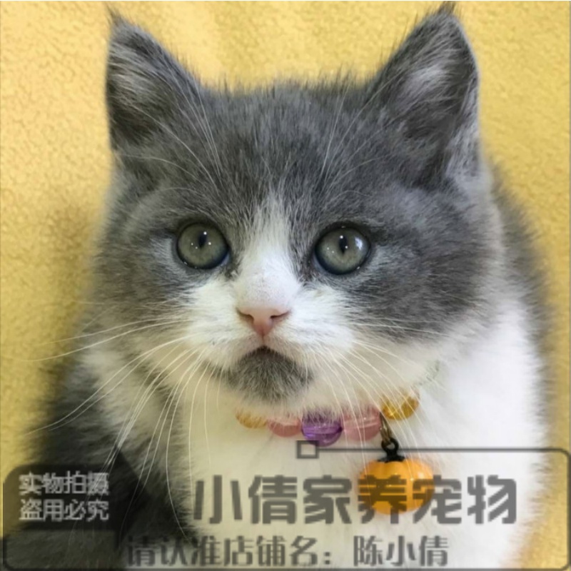 活体幼崽英国短毛猫白折立