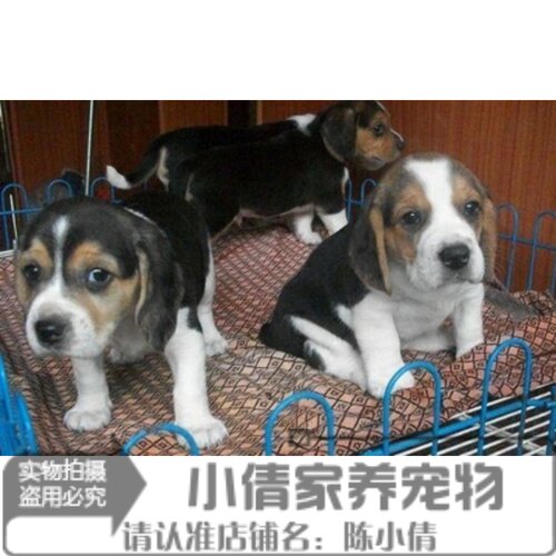 纯种赛级比格犬幼犬宠物狗活体比格幼犬米格鲁幼犬猎兔犬可挑选h - 封面
