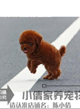 赛级红泰迪幼犬茶杯长不大的泰迪狗玩具型迷你赛级灰色贵宾13h