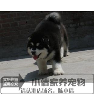 上海出售巨型纯种阿拉斯加幼犬宠物狗狗包纯种健康可上门选狗x