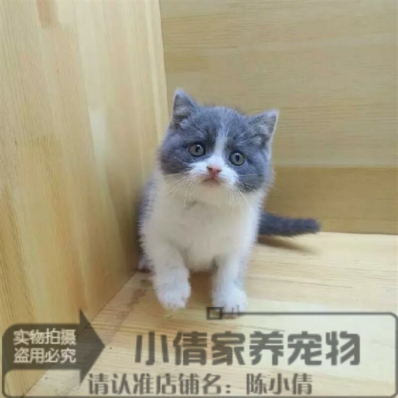 包邮小猫咪英短蓝白家猫活体纯种宠物猫英国短毛猫幼仔家养幼猫h