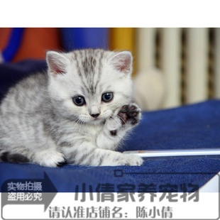 出售猫咪宠物活体加菲英短蓝猫小花猫情人节礼物家猫迷你宠物猫q
