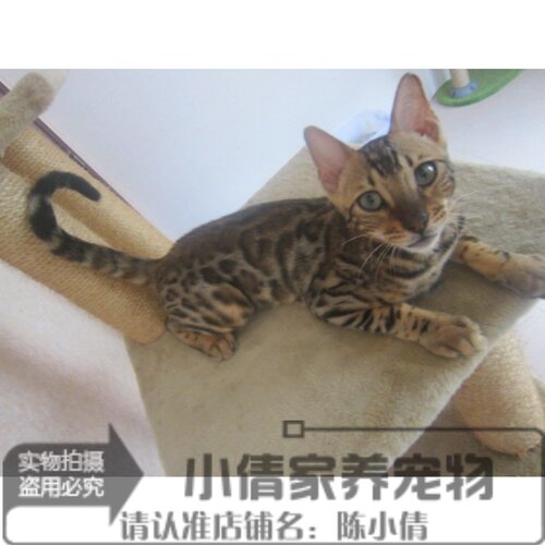 孟加拉猫价格 孟加拉猫图片 星期三