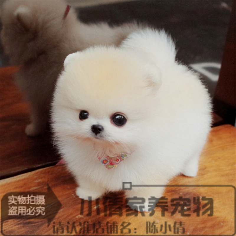 纯种球体博美犬茶杯型幼犬袖珍长不大迷你俊介犬小型
