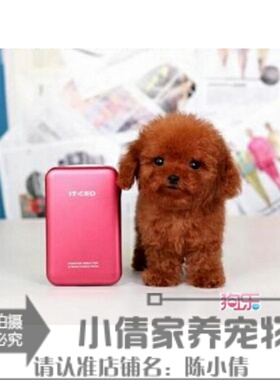 家养纯种红泰迪幼犬茶杯长不大的泰迪狗玩具型迷你赛级贵宾30h