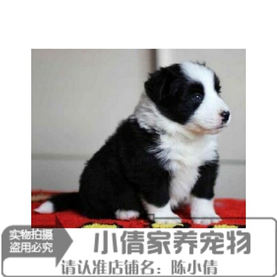 高智商活体边境牧羊犬