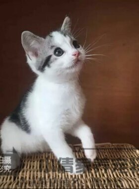出售美短活体血统纯正起司猫