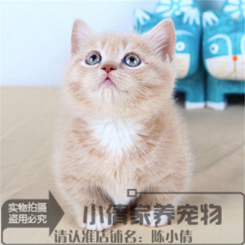 矮脚猫活体曼基康宠物猫咪家养矮脚猫乳色拿破仑猫纯种短毛侏儒h