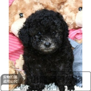 出售泰迪犬纯种贵宾犬灰色泰迪犬幼犬活体纯种宠物狗茶杯泰迪犬h