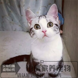 猫舍出售宠物猫活体猫咪纯种美国短毛猫银虎斑美短加白起司幼猫h