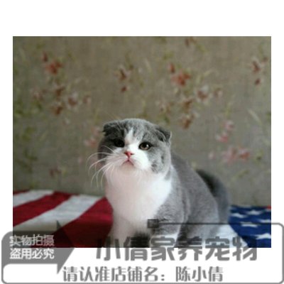 纯种活体英国短毛猫白折