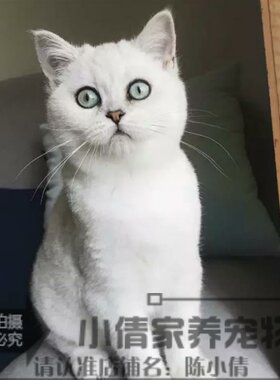 活体渐层幼仔出售英国短毛猫