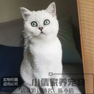 包邮猫咪活体幼猫英国短毛猫渐层白猫短毛绿眼幼仔家猫圆脸出售h