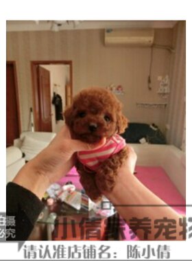 幼犬茶杯长不大灰色贵宾泰迪狗