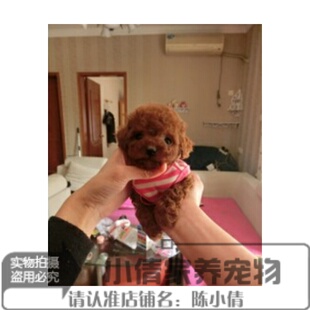 赛级红泰迪幼犬茶杯长不大的泰迪狗玩具型迷你赛级灰色贵宾75h