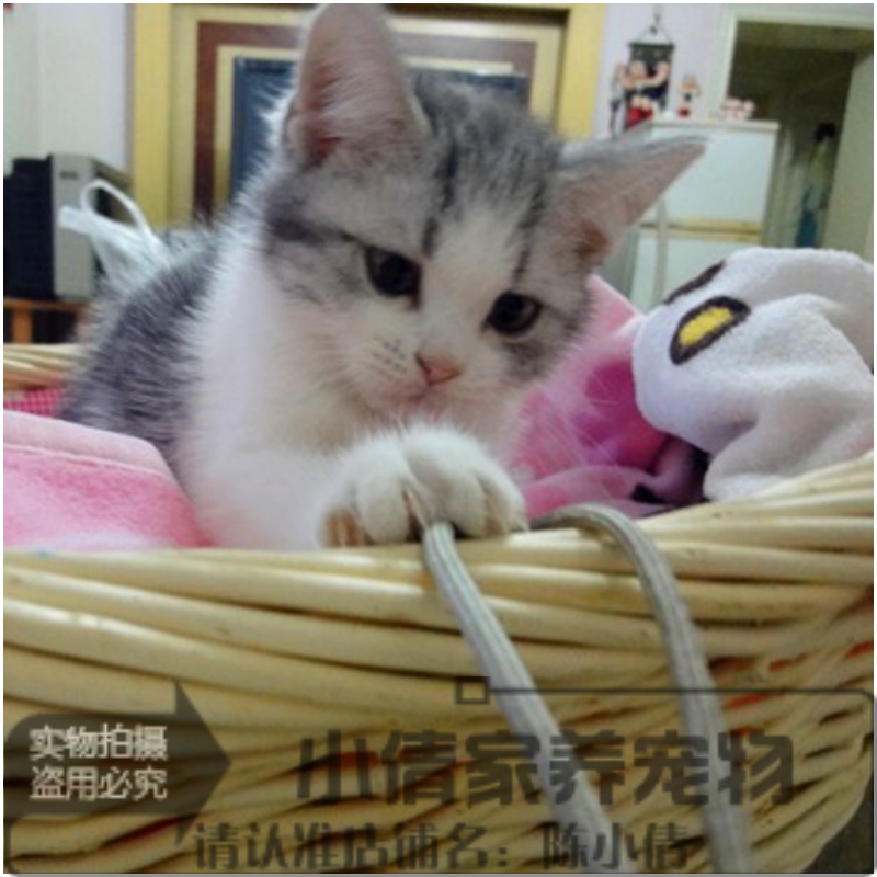 出售宠物猫美国短毛猫美短加白活体幼猫 起司猫 虎斑猫 短毛猫q|ruв категории животное/Животное питание и принадлежностей, кошка - от Buy2taobao.com для оказания профессиональной услуги покупки агента Taobao