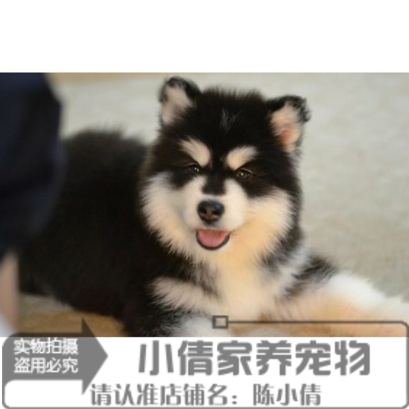 出售十字脸灰色巨型阿拉斯加犬