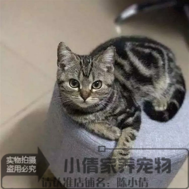 出售美短活体幼猫美国短毛猫幼崽纯种美短标斑宠物猫银虎斑美短q