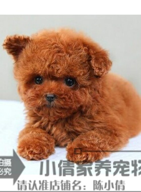 赛级红泰迪幼犬茶杯长不大的泰迪狗玩具型迷你赛级灰色贵宾17h