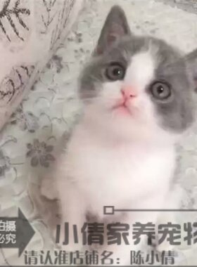 出售英短蓝猫宠物猫纯种英国短毛猫英短立耳蓝白折耳活体幼猫h