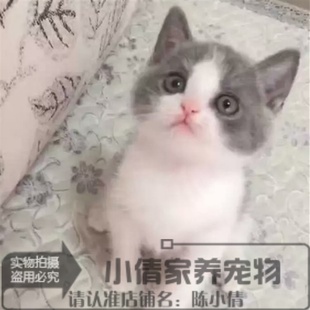 出售英短蓝猫宠物猫纯种英国短毛猫英短立耳蓝白折耳活体幼猫h