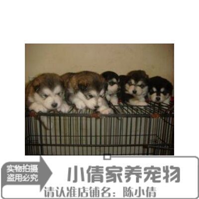 阿拉斯加活体幼犬