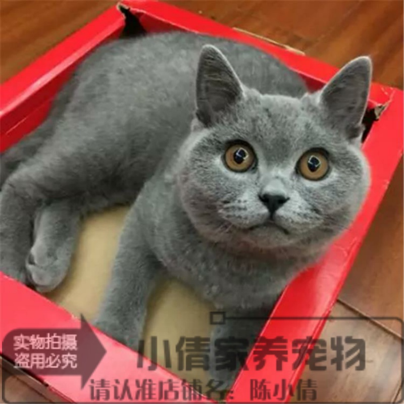 纯种英短蓝猫英国短毛猫活体幼猫宠物猫蓝猫立耳短毛猫x-封面