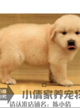 纯种出售长毛犬活体宠物狗狗