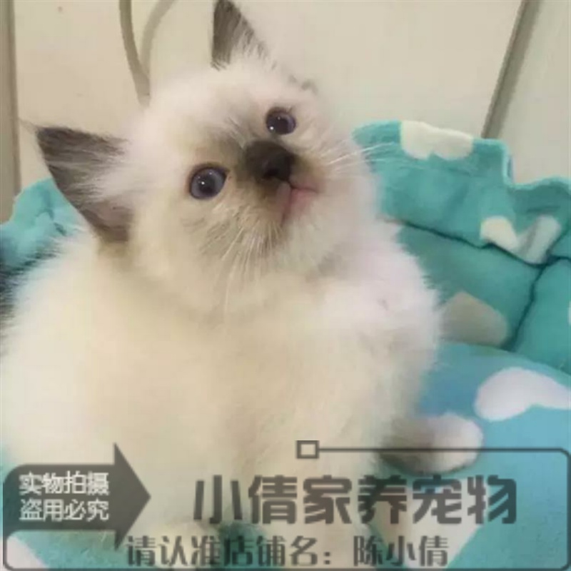 注册猫舍出售美国布偶猫纯种幼猫重点色手套布偶猫活体宠物猫x-封面