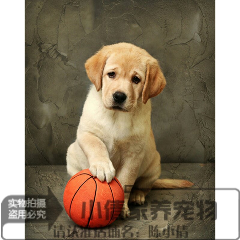 纯种拉布拉多幼犬狗狗宠物犬神犬小七同款血统纯正全国发货h
