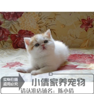 纯种异国短毛猫红小胖家养宠物猫咪活体幼猫萌宠加菲猫活体x