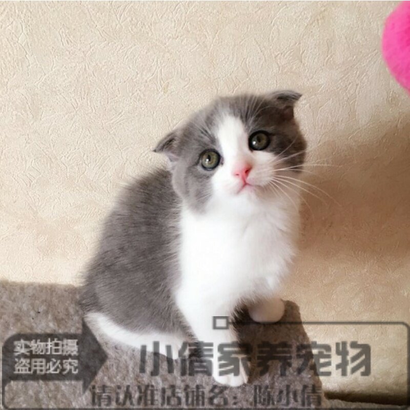 支持上门活体蓝白纯种英国短毛猫