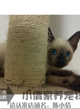 纯种暹罗猫蓝重点色幼母2个月大蓝眼睛聪明可以外出遛的猫活体h