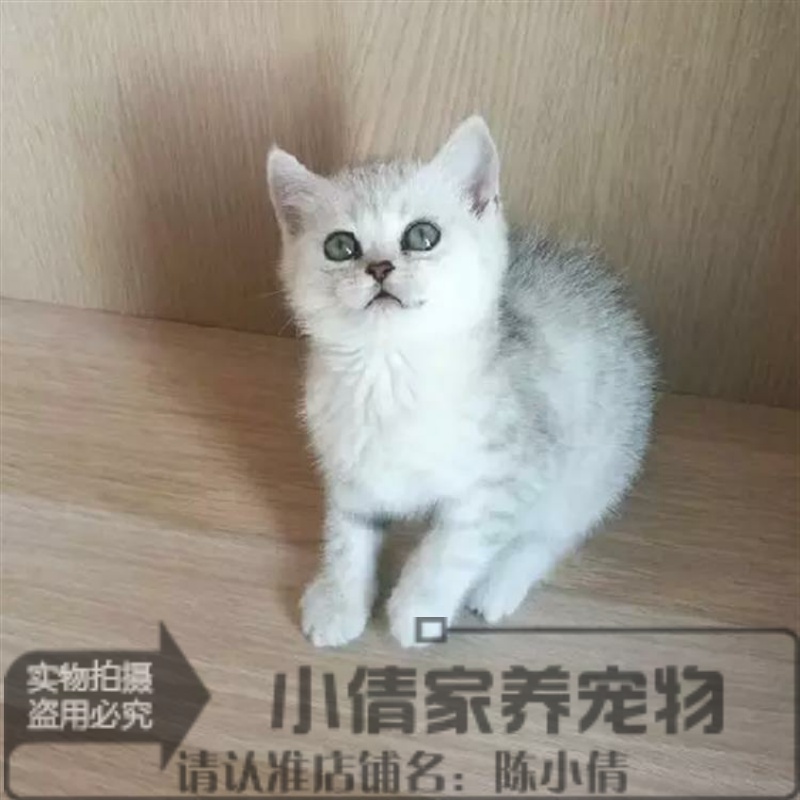 出售活体纯种渐层英国短毛猫