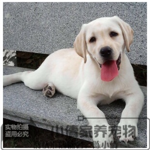 纯种拉布拉多导盲犬工作犬性情温良乖巧家庭伴侣犬神犬小七同款h